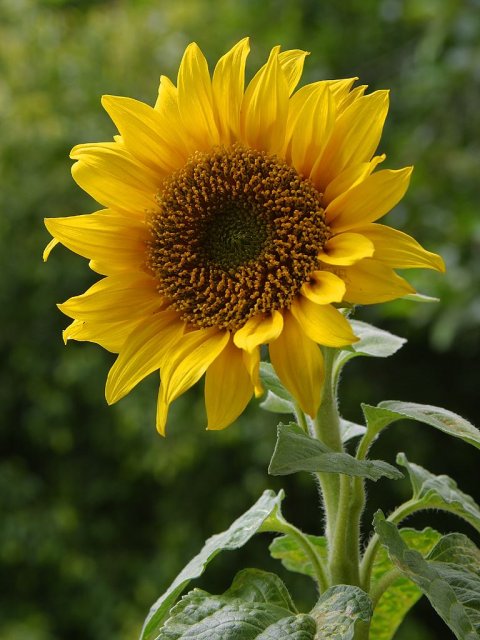stabljika-suncokreta-sa-cvetom-okrece-se-za-suncom-u-polju-helianthus-annuuus.jpg, 120 KB