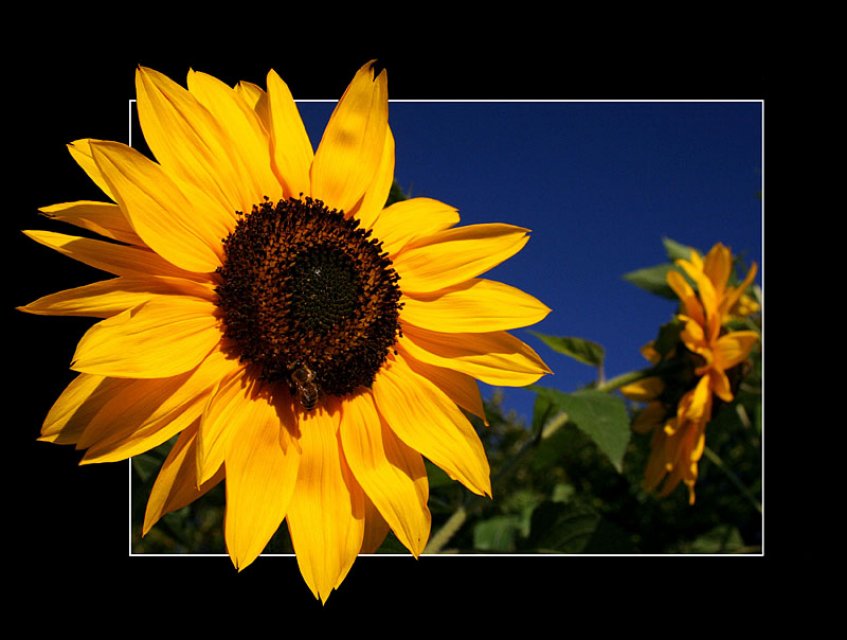 suncokret1.jpg, 112 KB